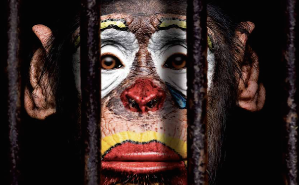 Arrêtés municipaux interdisant l'installation de cirques avec des animaux